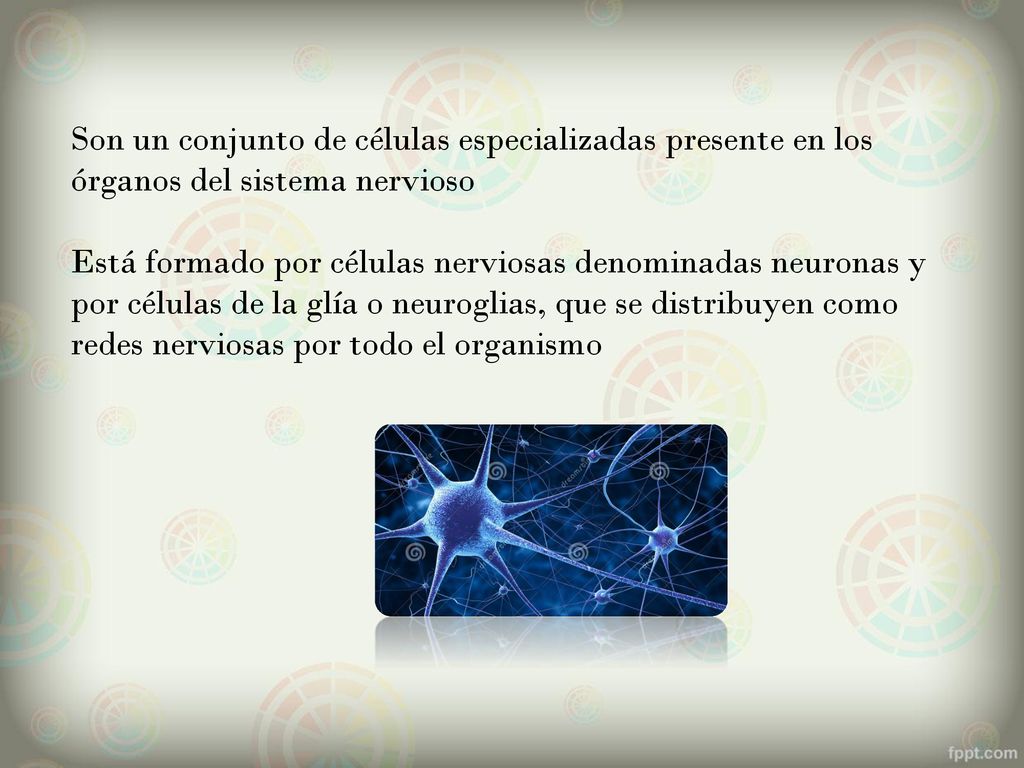 Son un conjunto de células especializadas presente en los órganos del sistema nervioso Está formado por células nerviosas denominadas neuronas y por células de la glía o neuroglias, que se distribuyen como redes nerviosas por todo el organismo