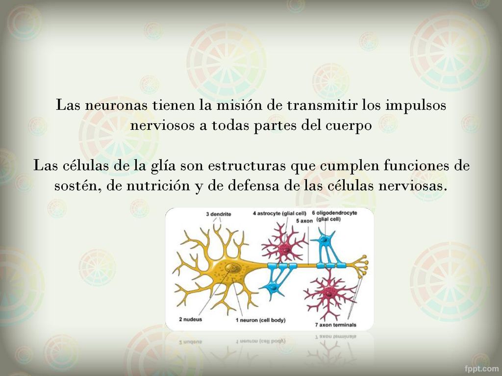 Las neuronas tienen la misión de transmitir los impulsos nerviosos a todas partes del cuerpo Las células de la glía son estructuras que cumplen funciones de sostén, de nutrición y de defensa de las células nerviosas.