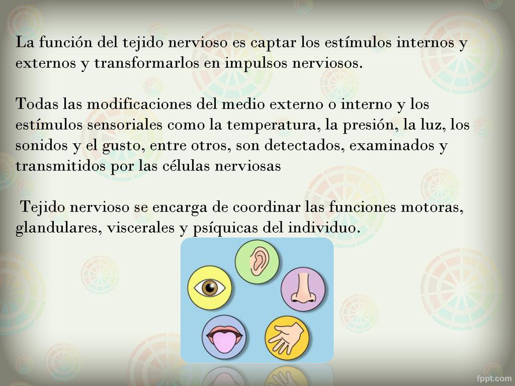 La función del tejido nervioso es captar los estímulos internos y externos y transformarlos en impulsos nerviosos.