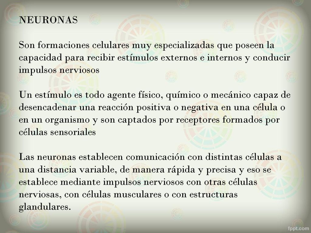 NEURONAS Son formaciones celulares muy especializadas que poseen la capacidad para recibir estímulos externos e internos y conducir impulsos nerviosos Un estímulo es todo agente físico, químico o mecánico capaz de desencadenar una reacción positiva o negativa en una célula o en un organismo y son captados por receptores formados por células sensoriales Las neuronas establecen comunicación con distintas células a una distancia variable, de manera rápida y precisa y eso se establece mediante impulsos nerviosos con otras células nerviosas, con células musculares o con estructuras glandulares.