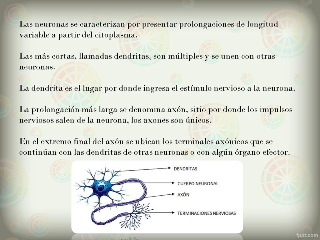 Las neuronas se caracterizan por presentar prolongaciones de longitud variable a partir del citoplasma.