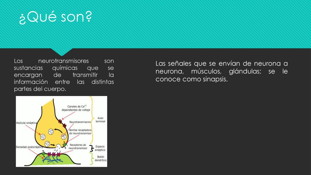 ¿Qué son Los neurotransmisores son sustancias químicas que se encargan de transmitir la información entre las distintas partes del cuerpo.