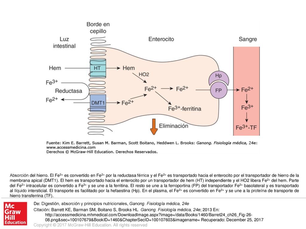 Absorción del hierro. El Fe3+ es convertido en Fe2+ por la reductasa férrica y el Fe2+ es transportado hacia el enterocito por el transportador de hierro de la membrana apical (DMT1). El hem es transportado hacia el enterocito por un transportador de hem (HT) independiente y el HO2 libera Fe2+ del hem. Parte del Fe2+ intracelular es convertido a Fe3+ y se une a la ferritina. El resto se une a la ferroportina (FP) del transportador Fe2+ basolateral y es transportado al líquido intersticial. El transporte es facilitado por la hefaestina (Hp). En el plasma, el Fe2+ es convertido en Fe3+ y se une a la proteína de transporte de hierro transferrina (TF).