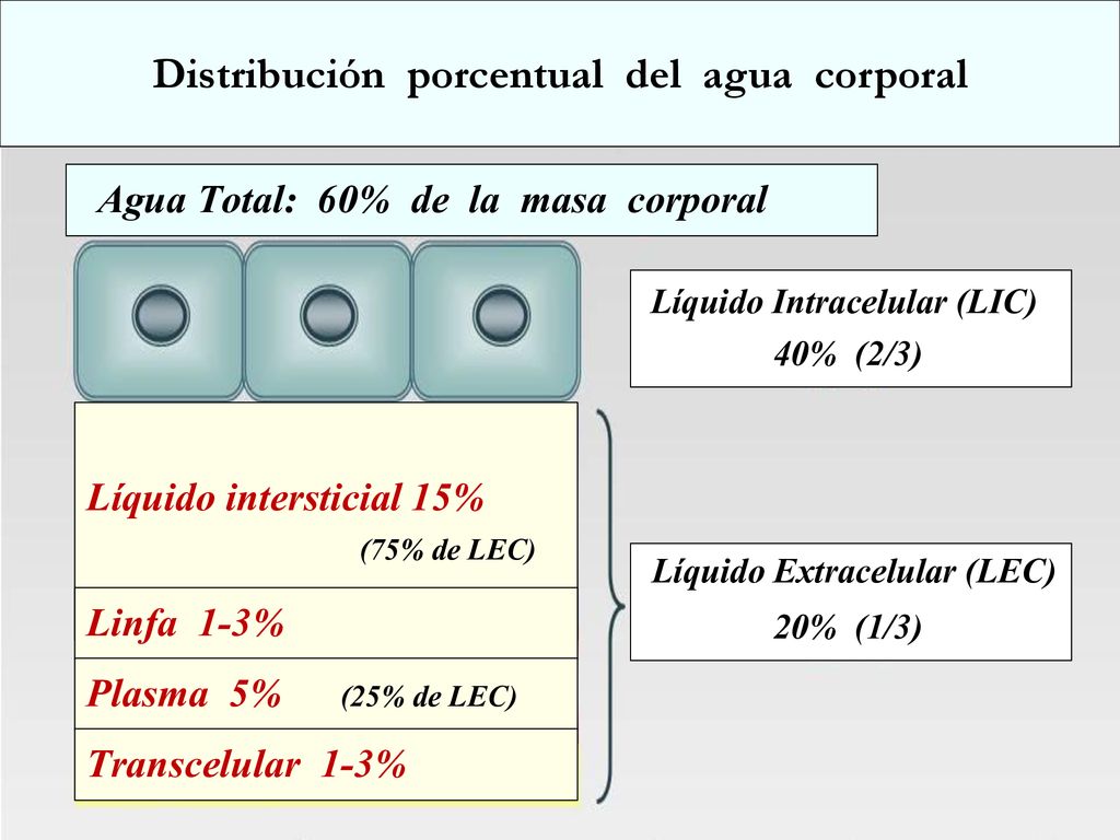 Distribución porcentual del agua corporal