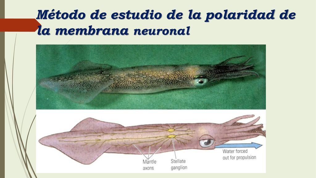 Método de estudio de la polaridad de la membrana neuronal