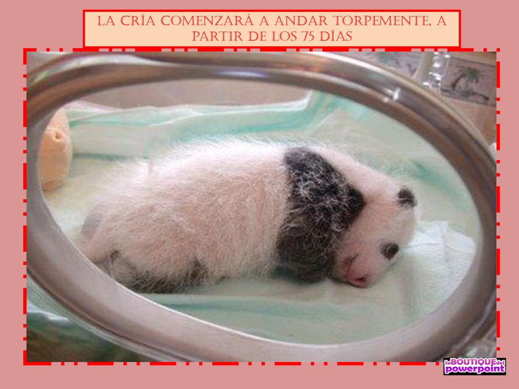 La cría comenzará a andar torpemente, a partir de los 75 días