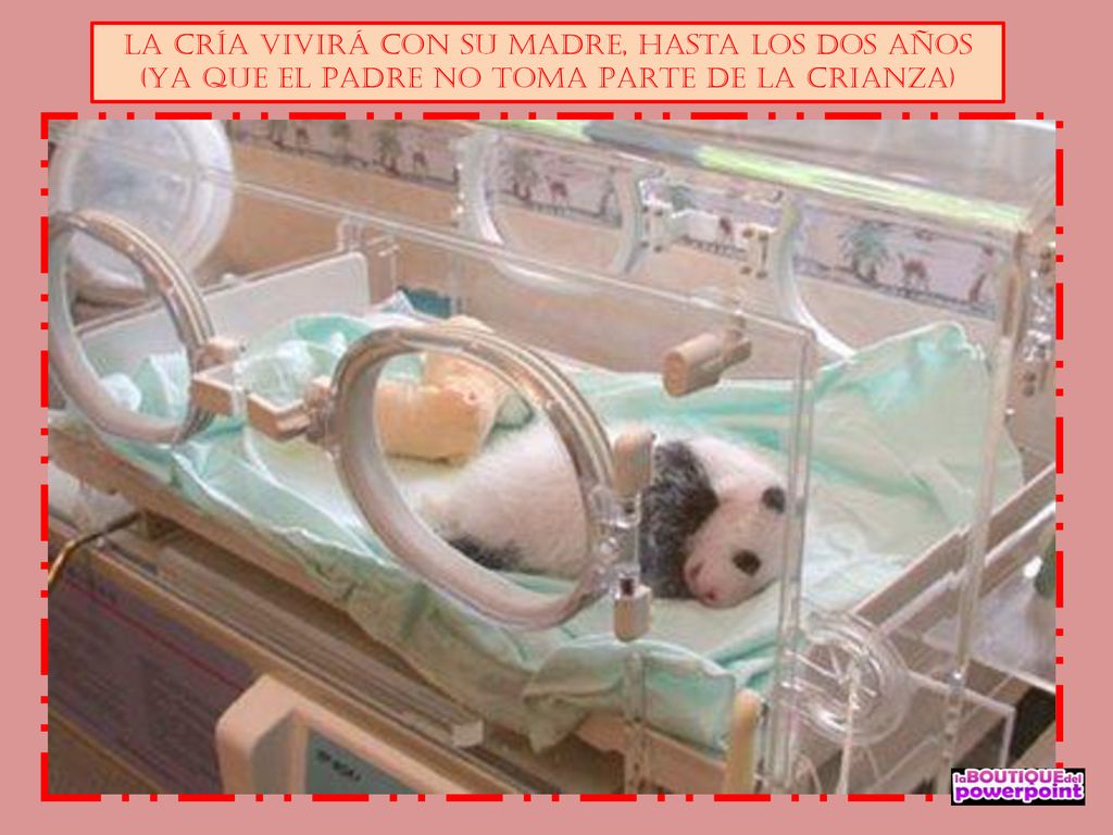 La cría vivirá con su madre, hasta los dos años (YA QUE EL PADRE NO TOMA PARTE DE LA CRIANZA)