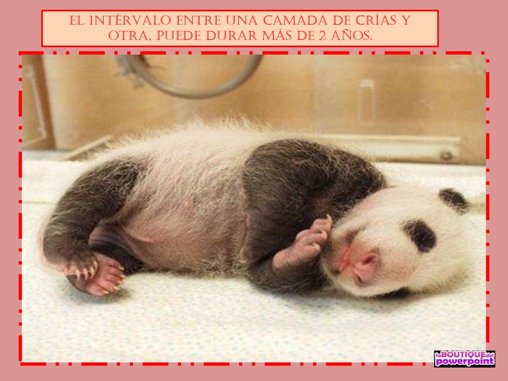 EL INTÉRVALO ENTRE UNA CAMADA DE CRÍAS Y OTRA, PUEDE DURAR MÁS DE 2 AÑOS.