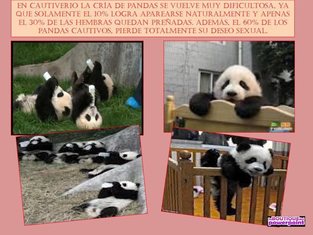 En cautiverio la cría de pandas se vuelve muy dificultosa, ya que solamente el 10% logra aparearse naturalmente y apenas el 30% de las hembras quedan preñadas.