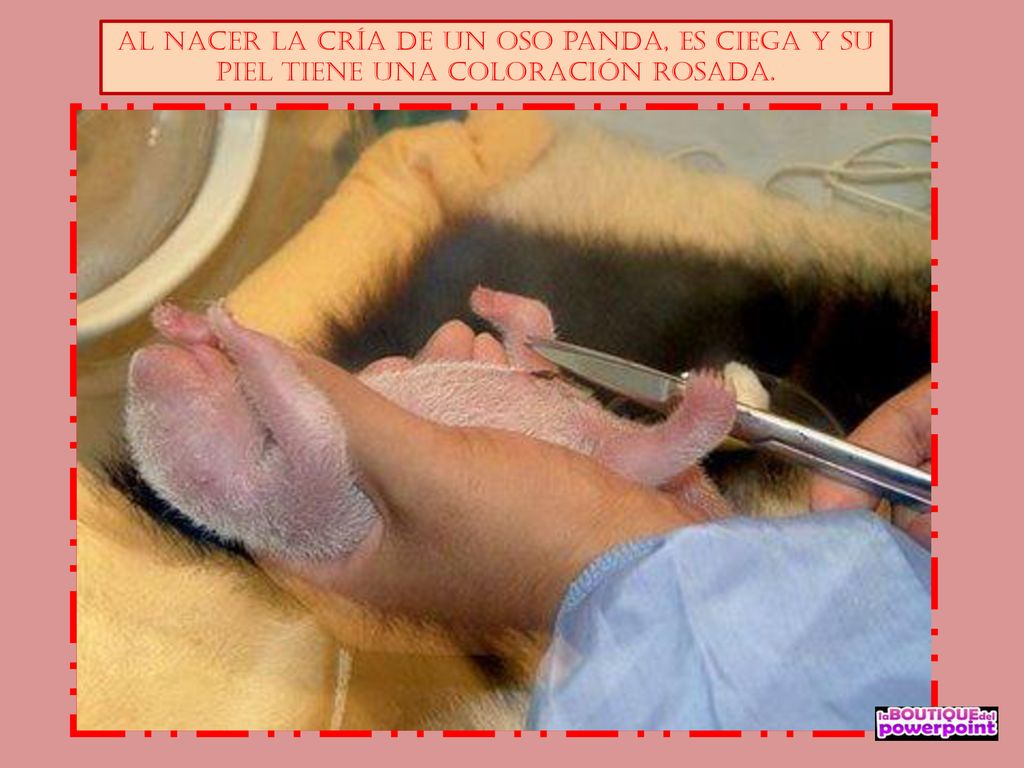 Al nacer la cría de un oso panda, es ciega y su piel tiene una coloración rosada.