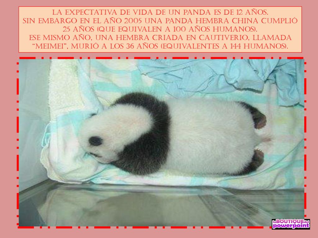 la expectativa de vida de un panda es de 12 años.