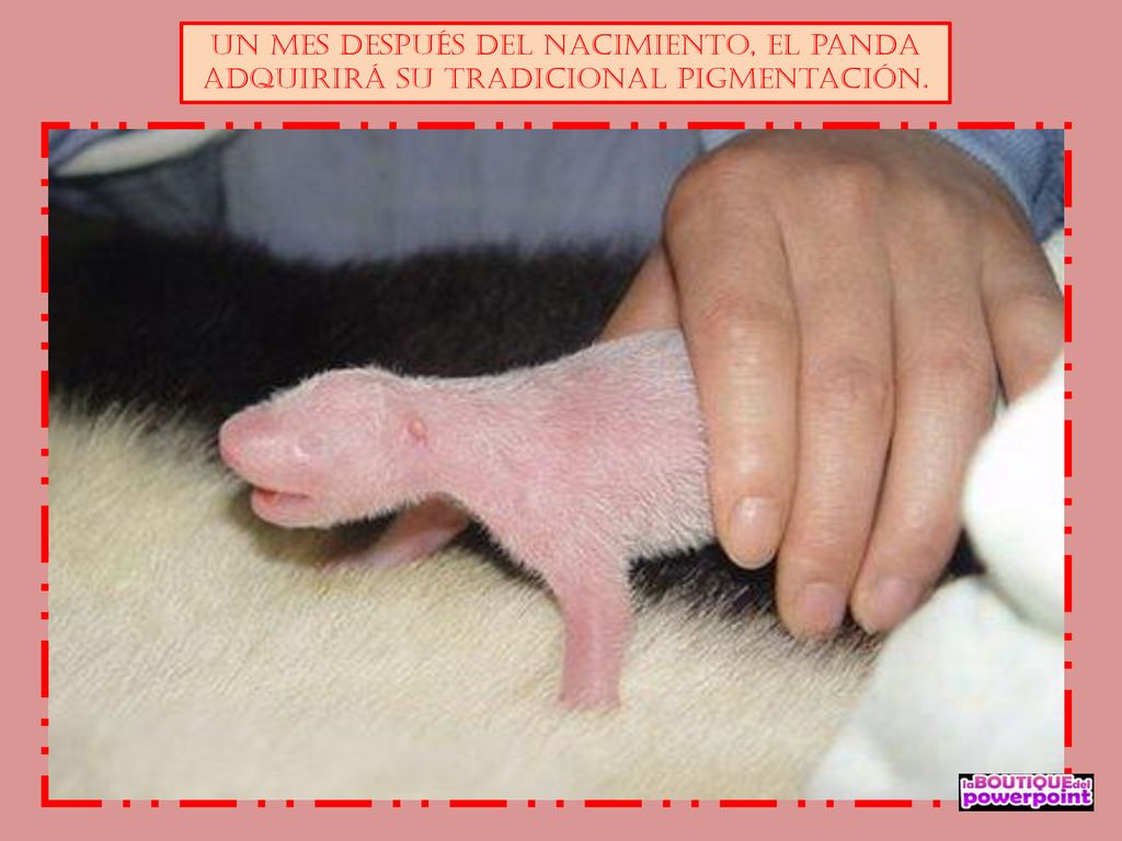 Un mes después del nacimiento, el panda adquirirá su tradicional pigmentación.
