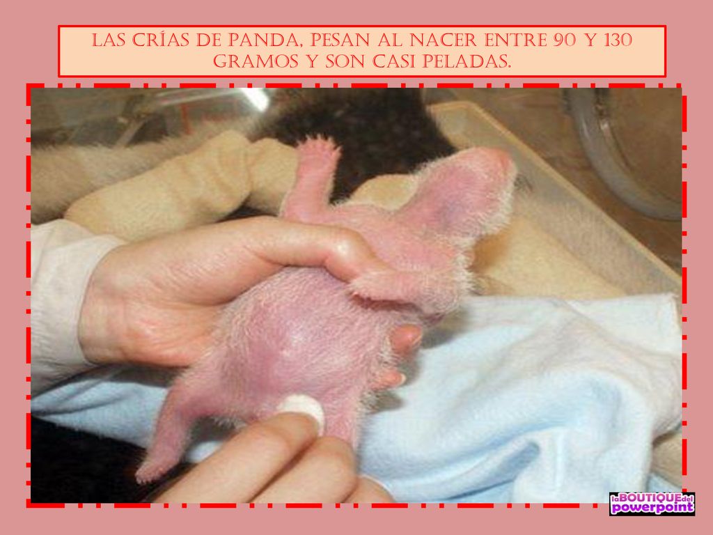 LAS CRÍAS DE PANDA, PESAN AL NACER ENTRE 90 Y 130 GRAMOS Y SON CASI PELADAS.