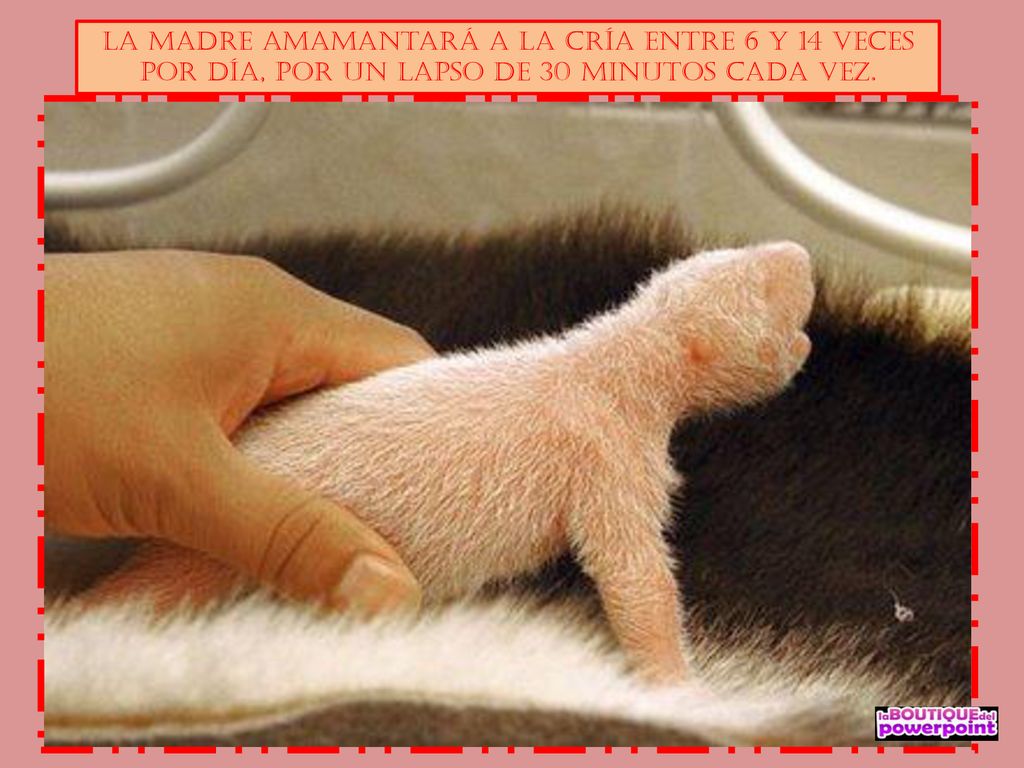 La madre amamantará a la cría entre 6 y 14 veces por día, por un lapso de 30 minutos cada vez.