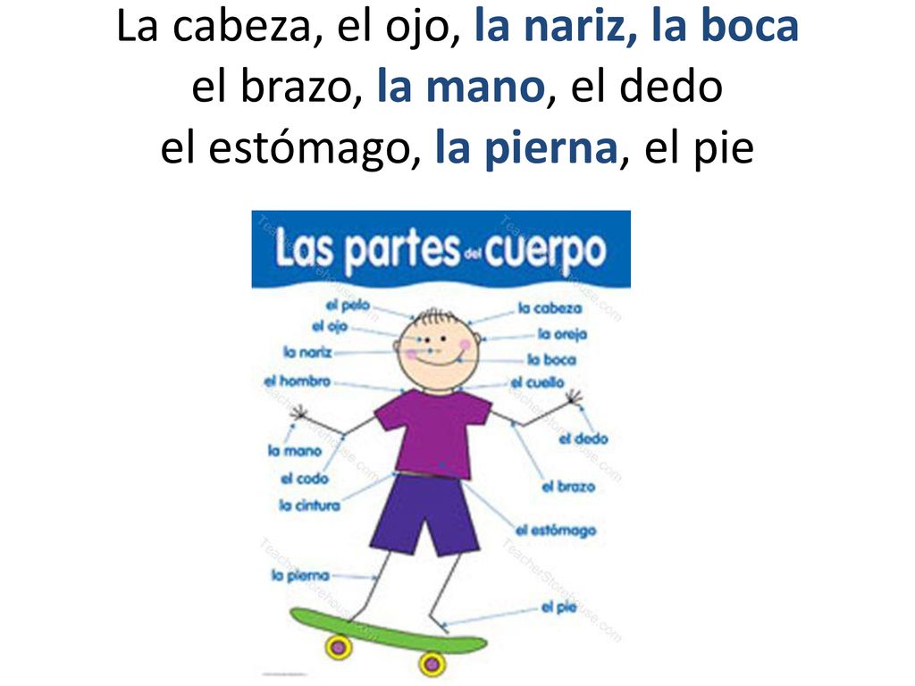 La cabeza, el ojo, la nariz, la boca el brazo, la mano, el dedo el estómago, la pierna, el pie