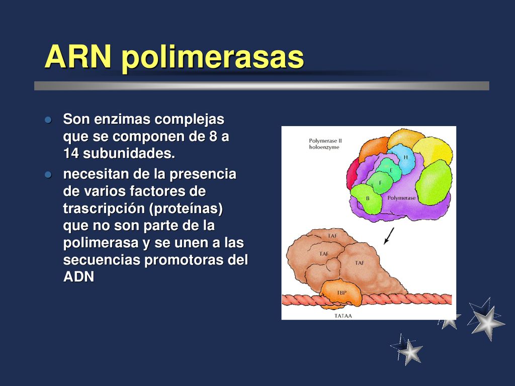 ARN polimerasas Son enzimas complejas que se componen de 8 a 14 subunidades.