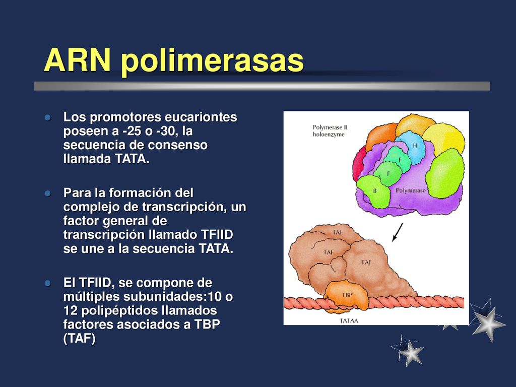 ARN polimerasas Los promotores eucariontes poseen a -25 o -30, la secuencia de consenso llamada TATA.
