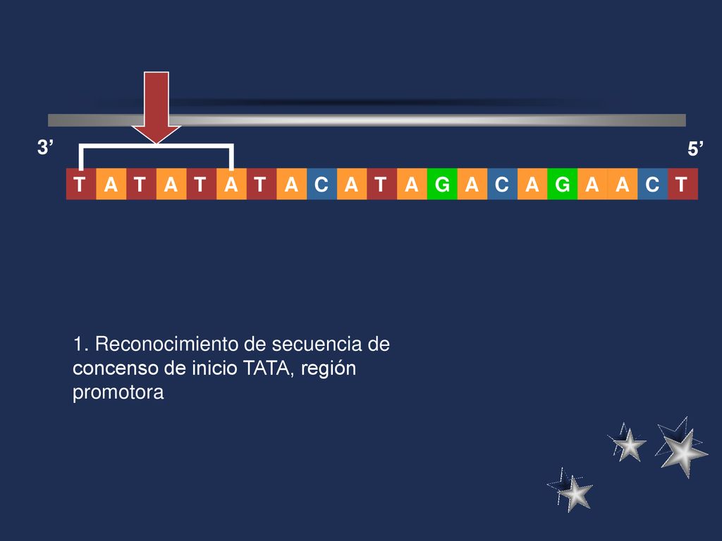 3’ 5’ A. T. G. C. T. A. T. A. C. C.