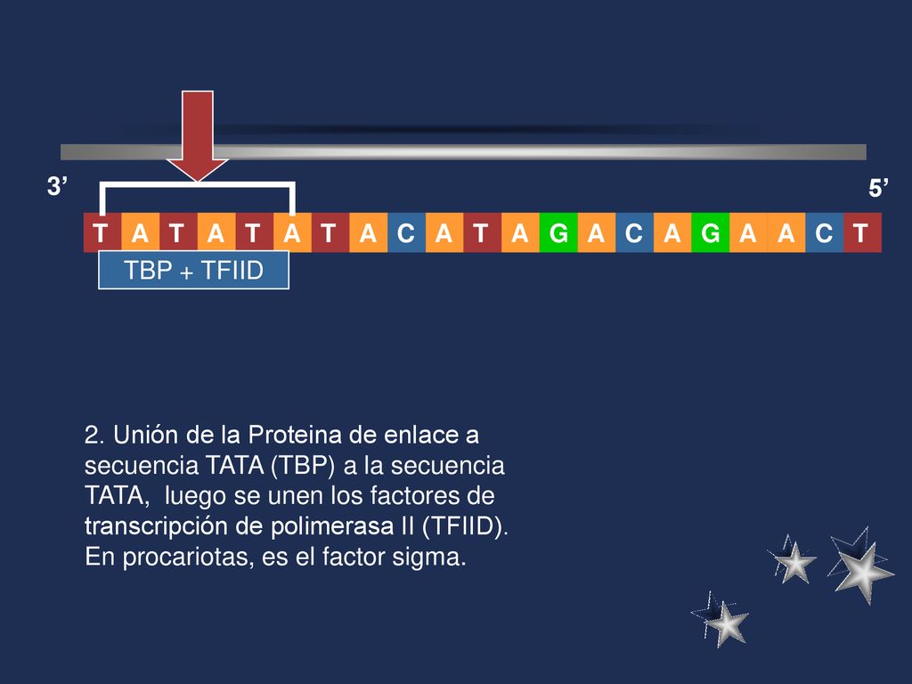 3’ 5’ A. T. G. C. T. A. T. A. C. C. TBP + TFIID.