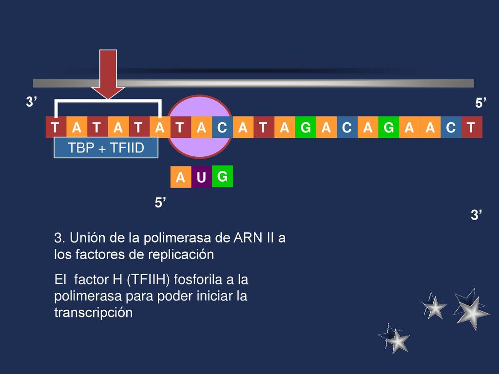 3’ 5’ A. T. G. C. T. A. T. A. C. C. TBP + TFIID. A. U. G. 5’ 3’ 3. Unión de la polimerasa de ARN II a los factores de replicación.