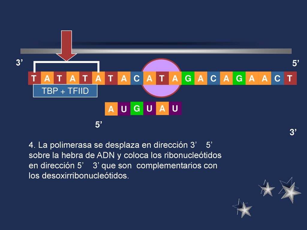 3’ 5’ A. T. G. C. T. A. T. A. C. C. TBP + TFIID. G. U. A. U. A. U. 5’