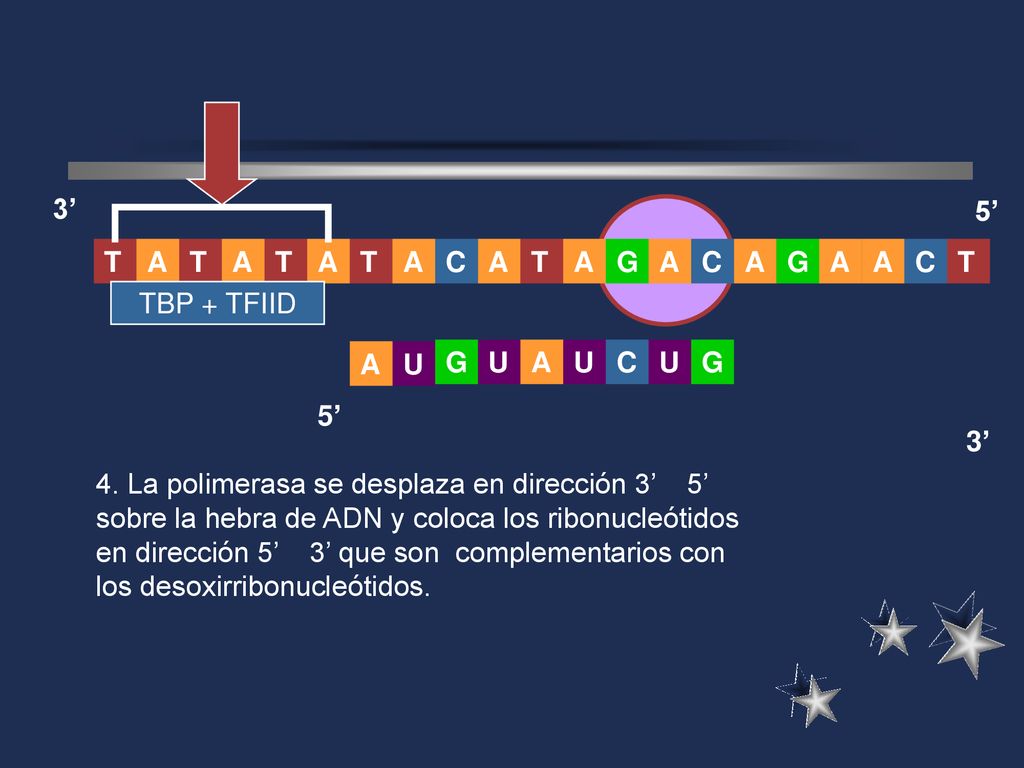 3’ 5’ A. T. G. C. T. A. T. A. C. C. TBP + TFIID. G. U. A. U. A. U. C. U. G. 5’