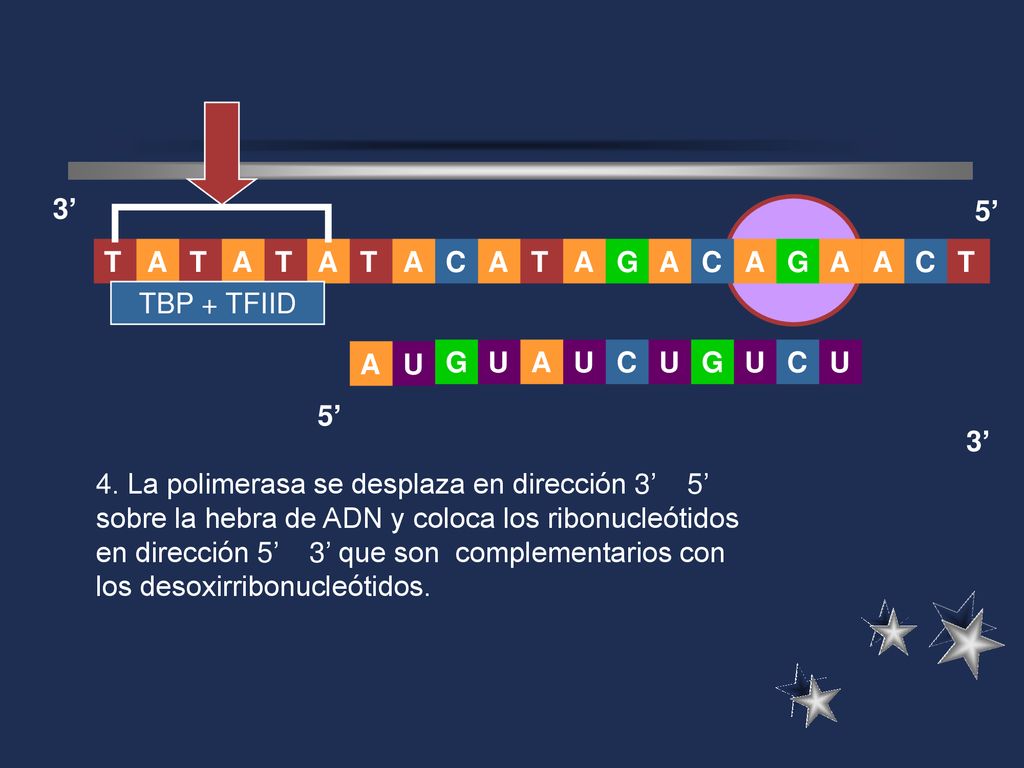 3’ 5’ A. T. G. C. T. A. T. A. C. C. TBP + TFIID. G. U. A. U. A. U. C. U. G. U.