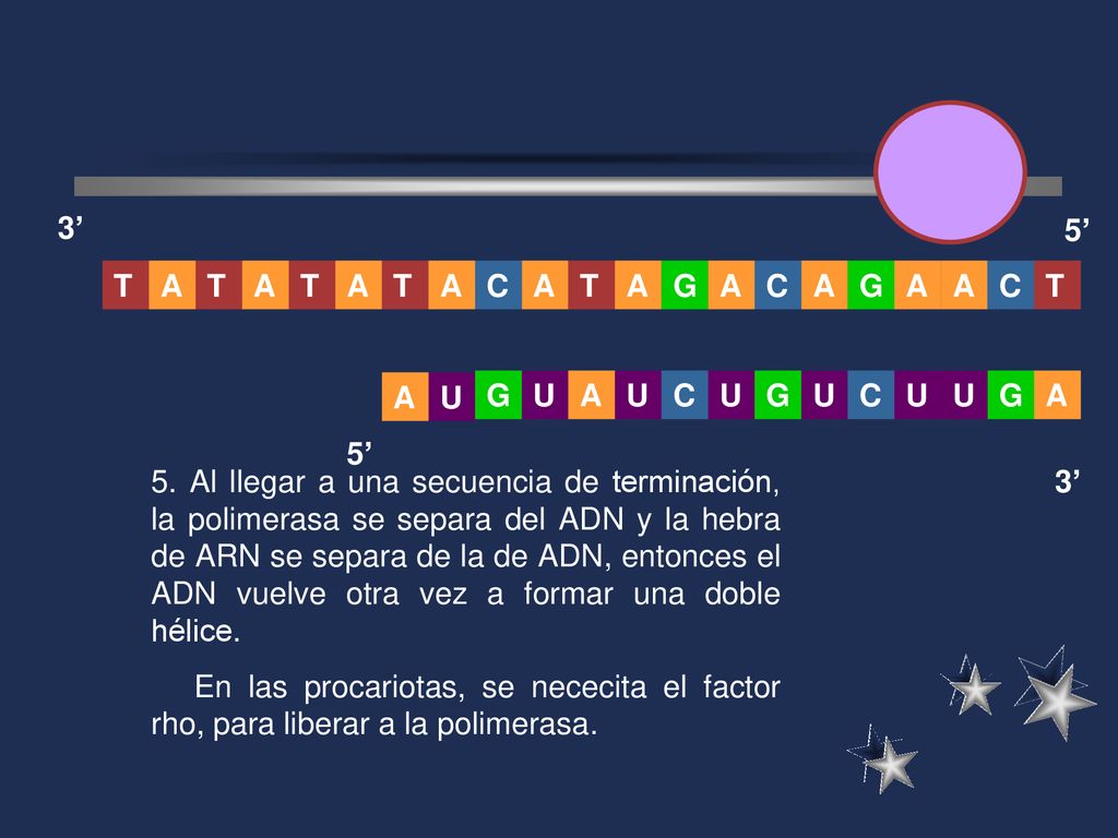 3’ 5’ A. T. G. C. T. A. T. A. C. C. U. G. C. A. 5’