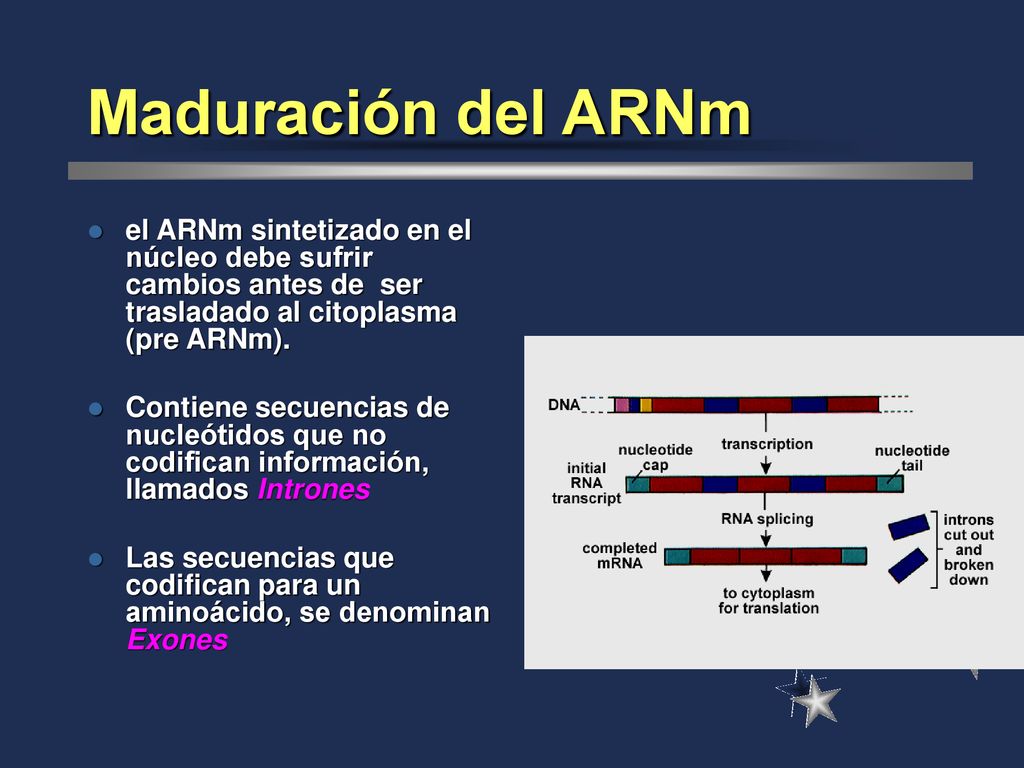Maduración del ARNm el ARNm sintetizado en el núcleo debe sufrir cambios antes de ser trasladado al citoplasma (pre ARNm).