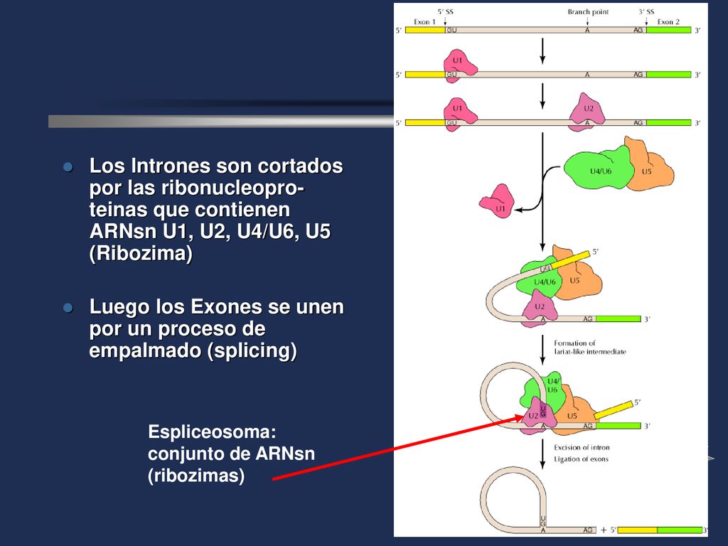 Luego los Exones se unen por un proceso de empalmado (splicing)