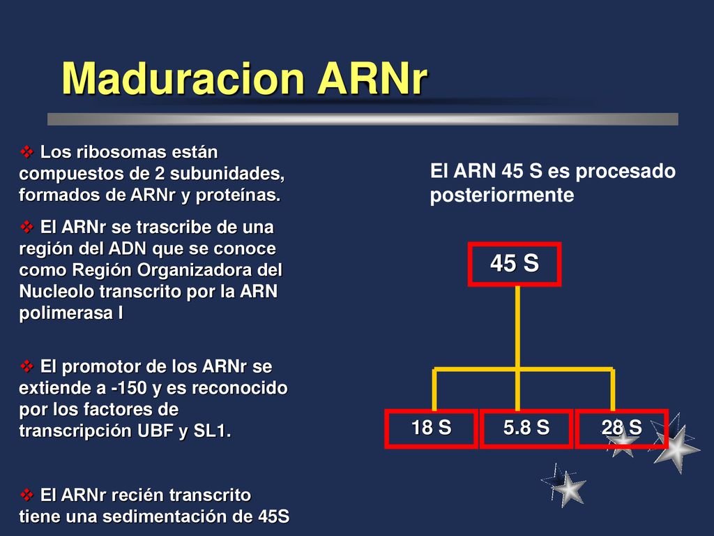 Maduracion ARNr 45 S El ARN 45 S es procesado posteriormente 18 S
