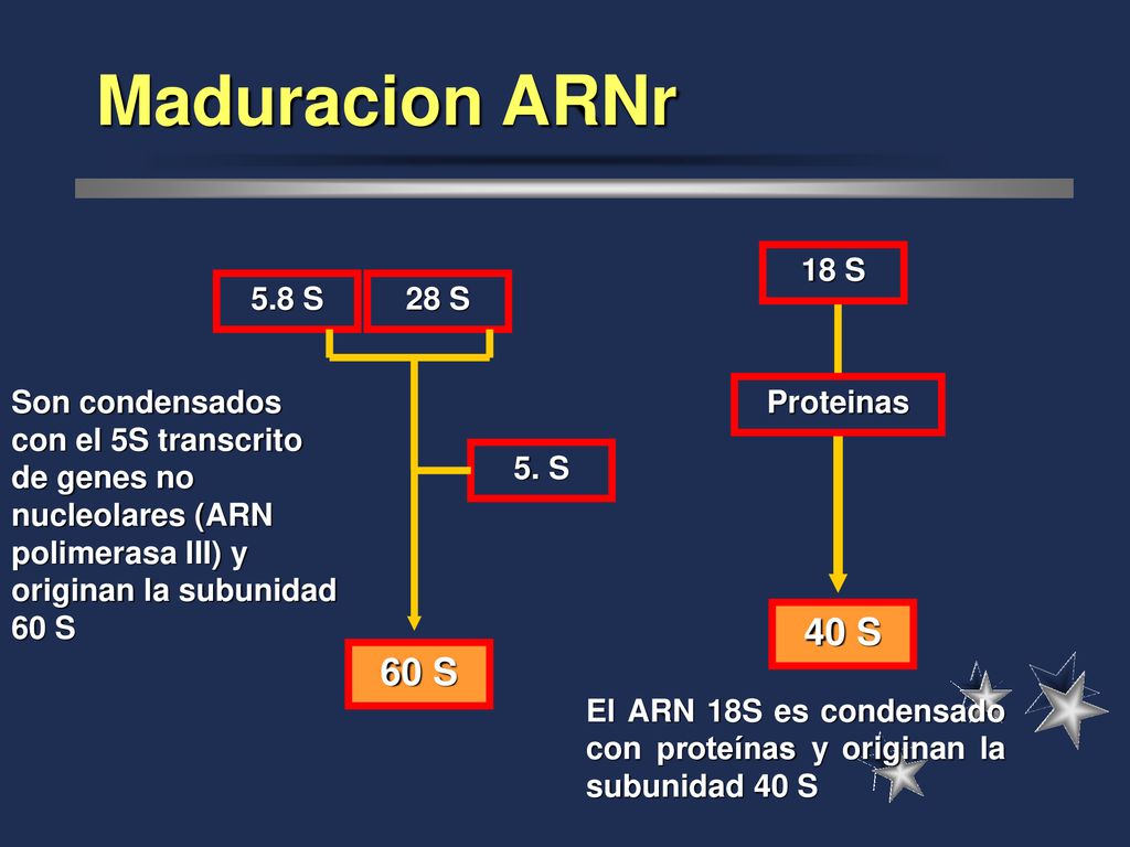 Maduracion ARNr 18 S. 5.8 S. 28 S. Son condensados con el 5S transcrito de genes no nucleolares (ARN polimerasa III) y originan la subunidad 60 S.