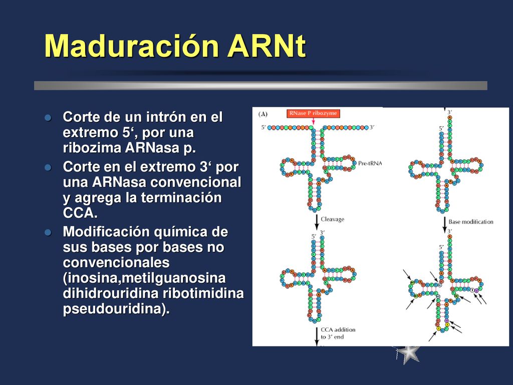 Maduración ARNt Corte de un intrón en el extremo 5‘, por una ribozima ARNasa p.