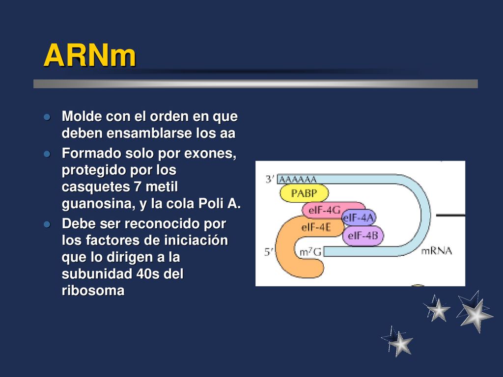 ARNm Molde con el orden en que deben ensamblarse los aa