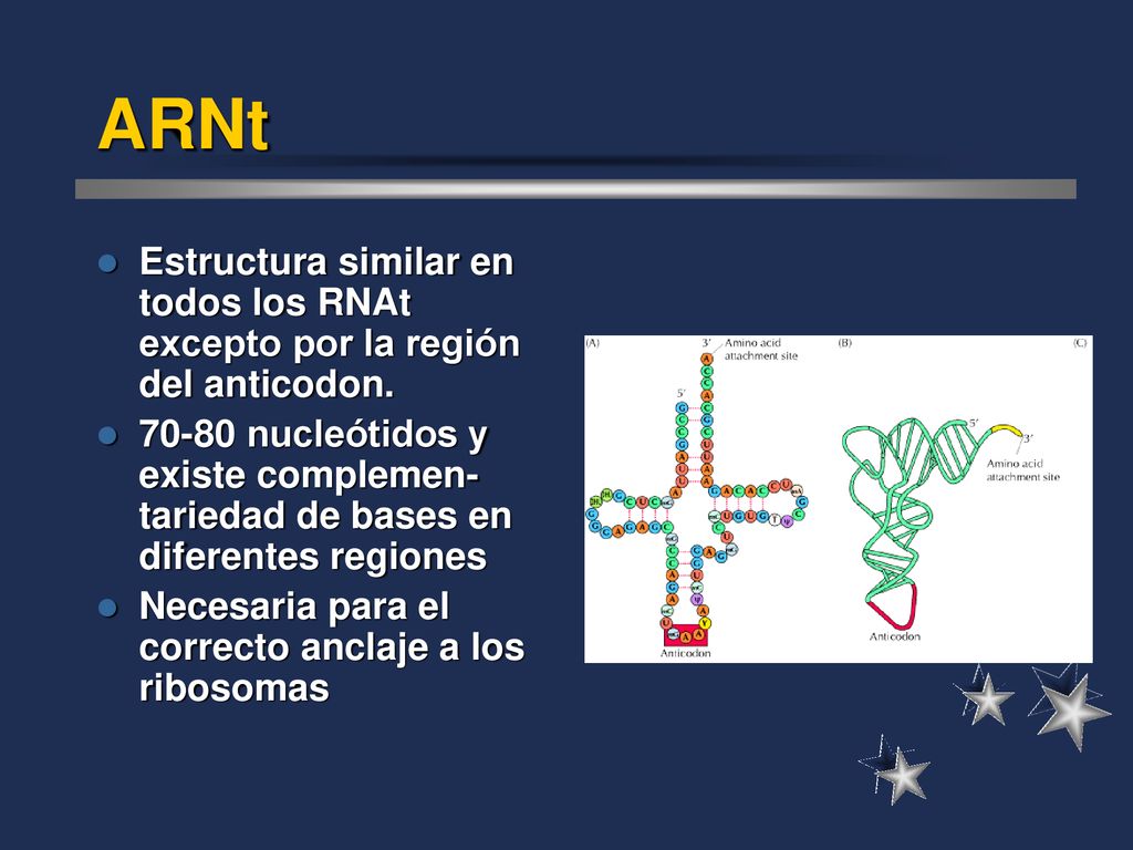 ARNt Estructura similar en todos los RNAt excepto por la región del anticodon.