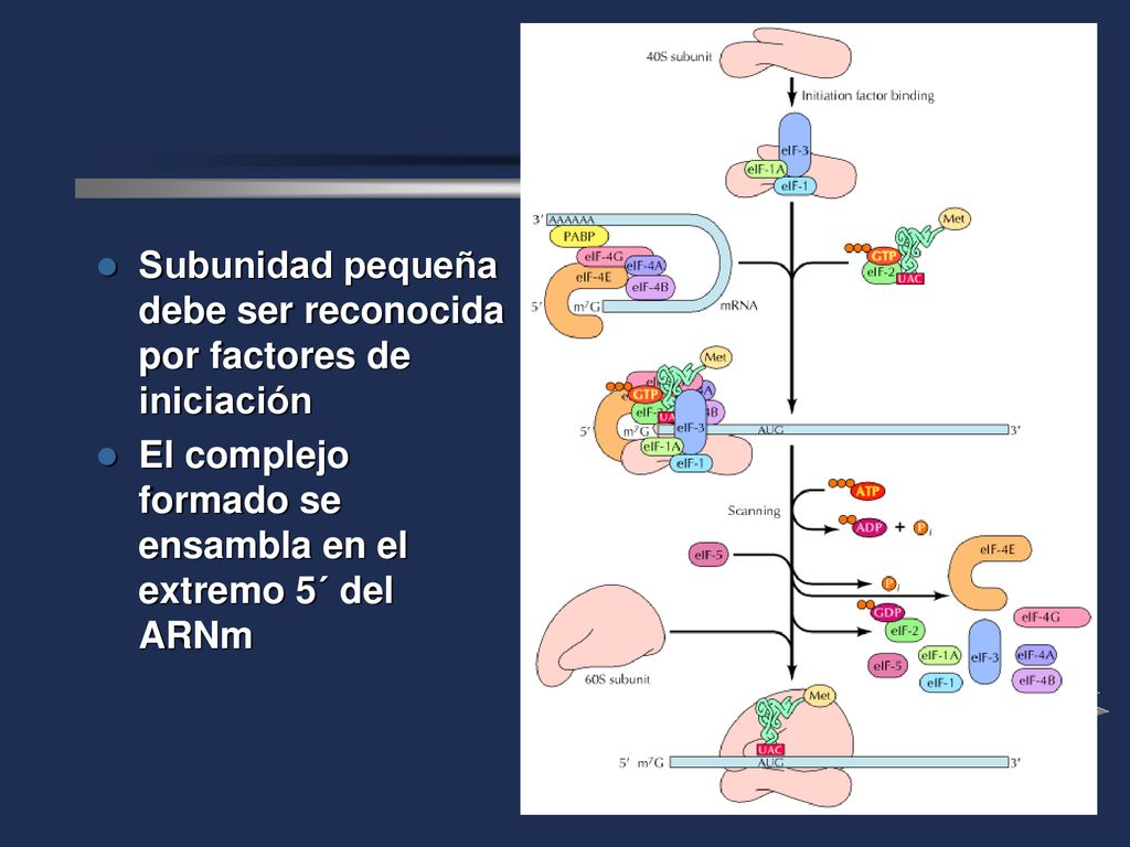 Subunidad pequeña debe ser reconocida por factores de iniciación