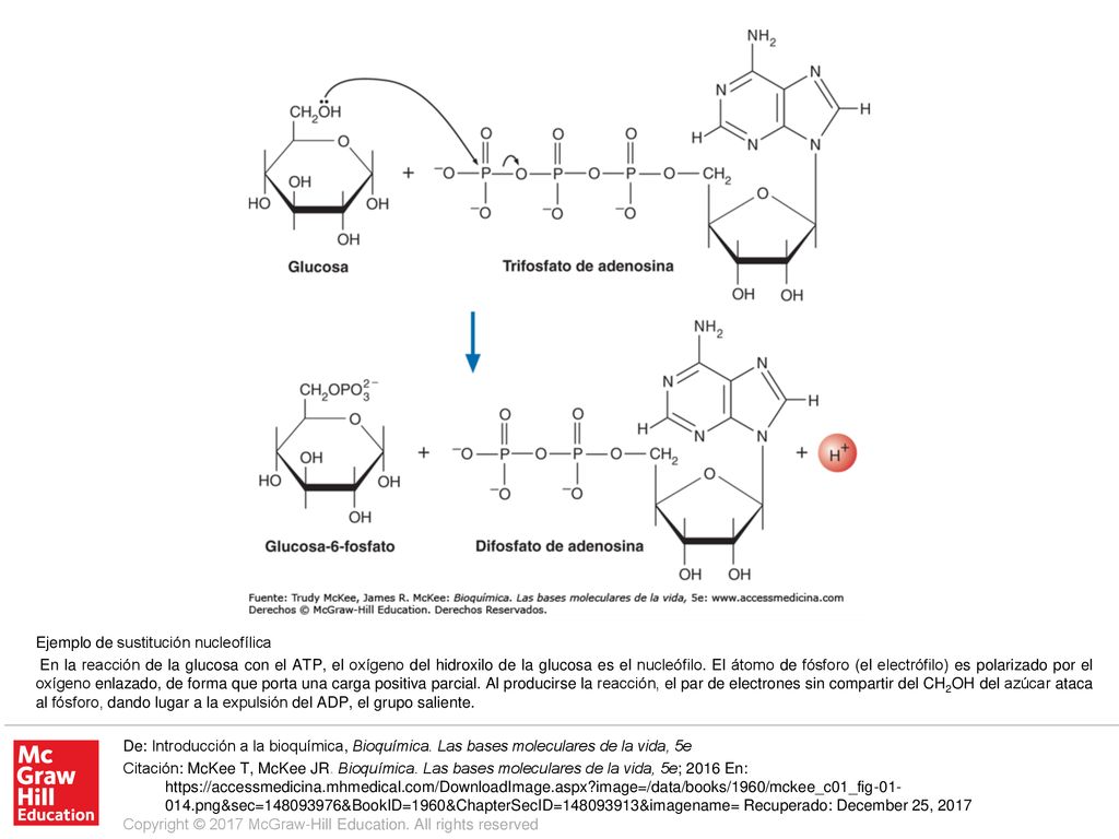 En la reacción de la glucosa con el ATP, el oxígeno del hidroxilo de la glucosa es el nucleófilo. El átomo de fósforo (el electrófilo) es polarizado por el oxígeno enlazado, de forma que porta una carga positiva parcial. Al producirse la reacción, el par de electrones sin compartir del CH2OH del azúcar ataca al fósforo, dando lugar a la expulsión del ADP, el grupo saliente.