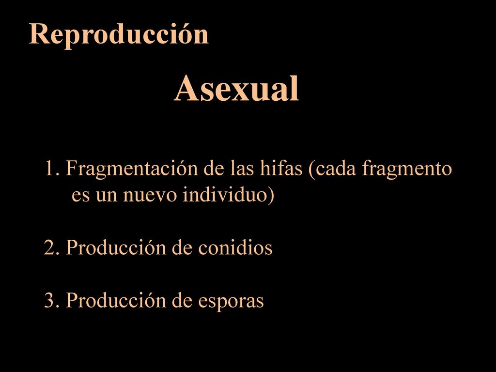 Reproducción Asexual. 1. Fragmentación de las hifas (cada fragmento es un nuevo individuo) 2. Producción de conidios.