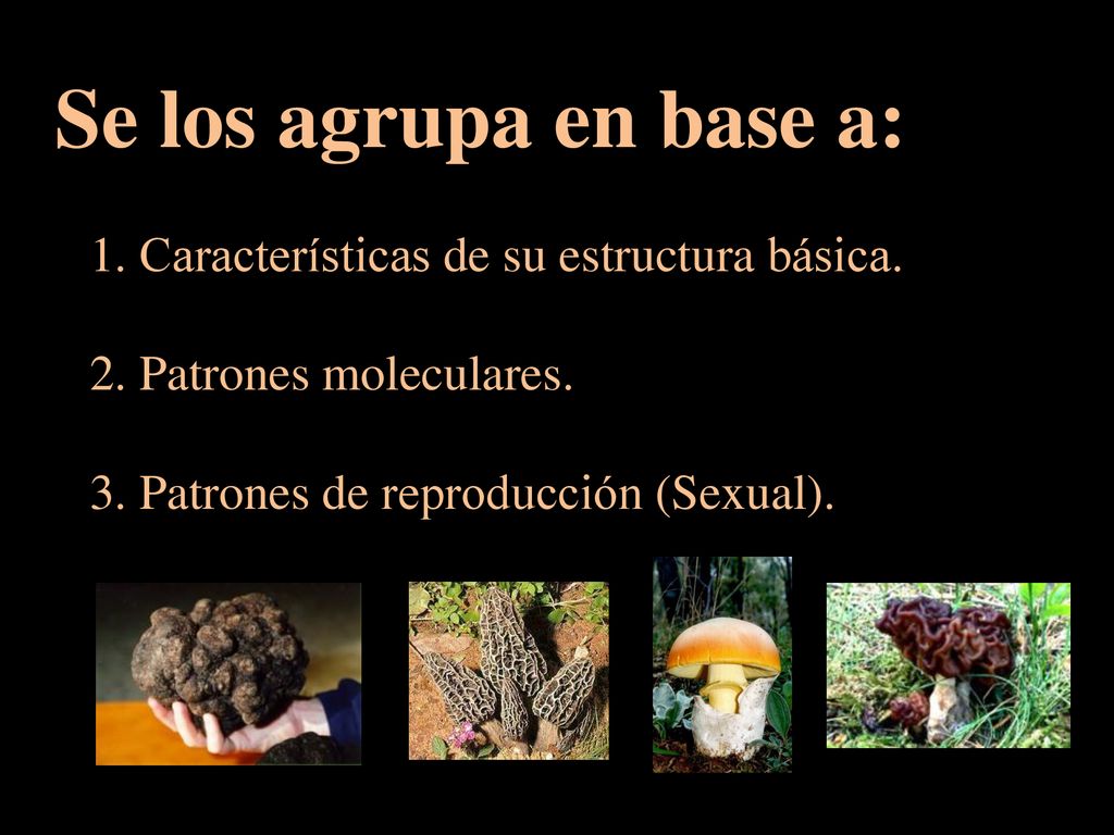 Se los agrupa en base a: 1. Características de su estructura básica.