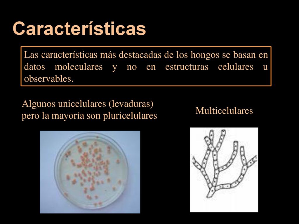 Características Las características más destacadas de los hongos se basan en datos moleculares y no en estructuras celulares u observables.