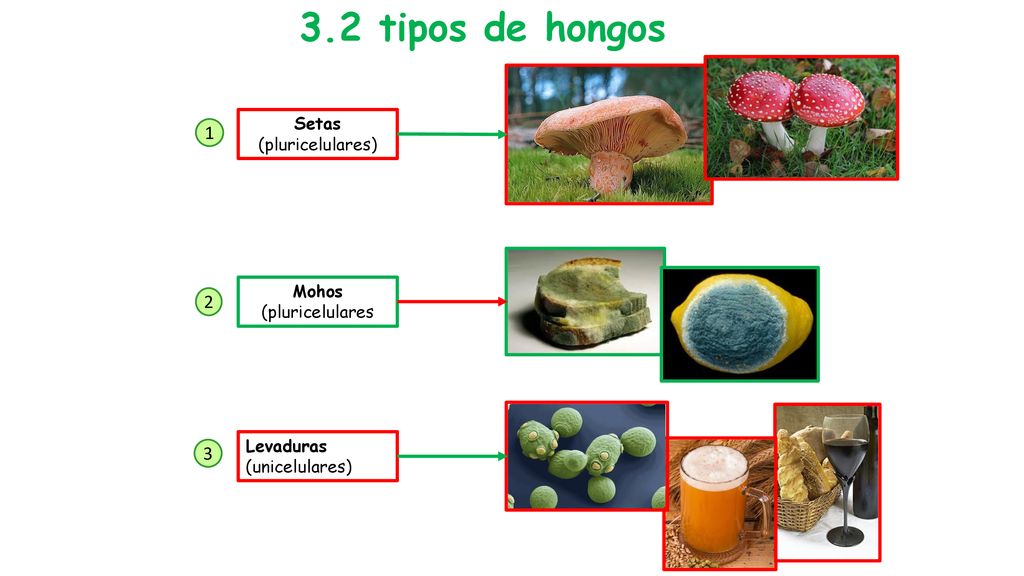 3.2 tipos de hongos Setas (pluricelulares) Mohos (pluricelulares