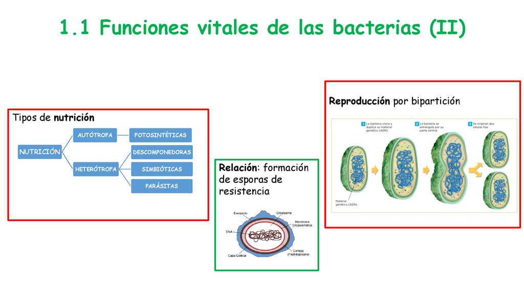 TEMA 2: MONERAS PROTOCTISTAS Y HONGOS - ppt descargar