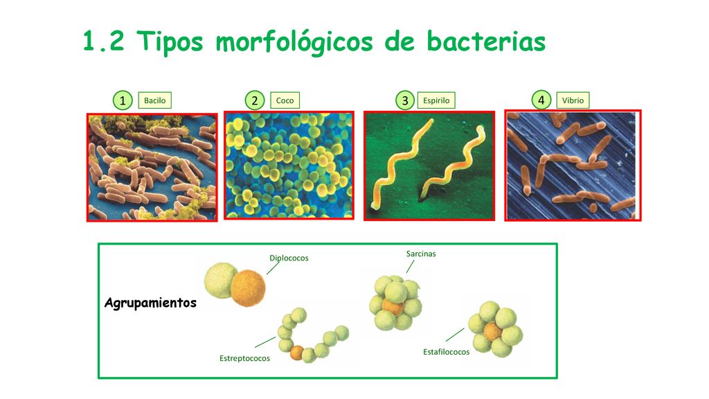 1.2 Tipos morfológicos de bacterias