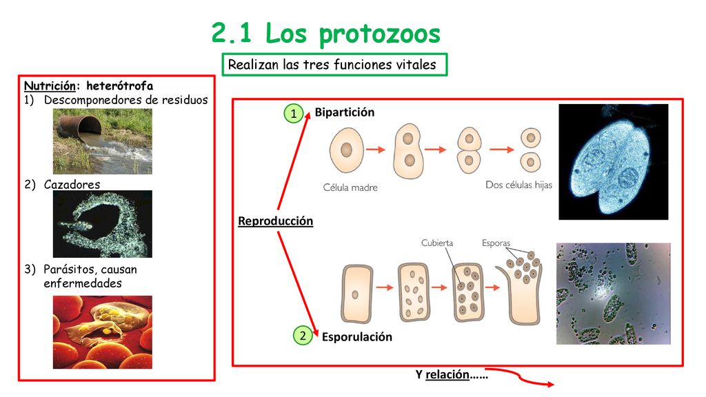 2.1 Los protozoos Realizan las tres funciones vitales Bipartición 1
