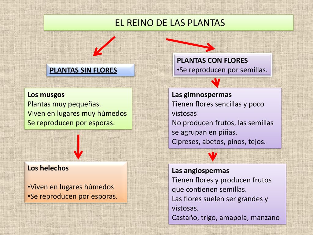 EL REINO DE LAS PLANTAS PLANTAS CON FLORES Se reproducen por semillas.