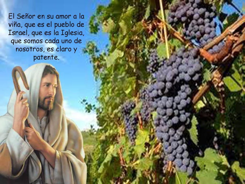El Señor en su amor a la viña, que es el pueblo de Israel, que es la Iglesia, que somos cada uno de nosotros, es claro y patente.