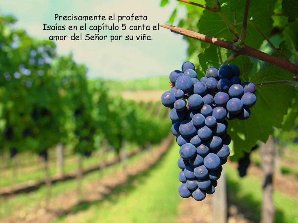 Precisamente el profeta Isaías en el capítulo 5 canta el amor del Señor por su viña.