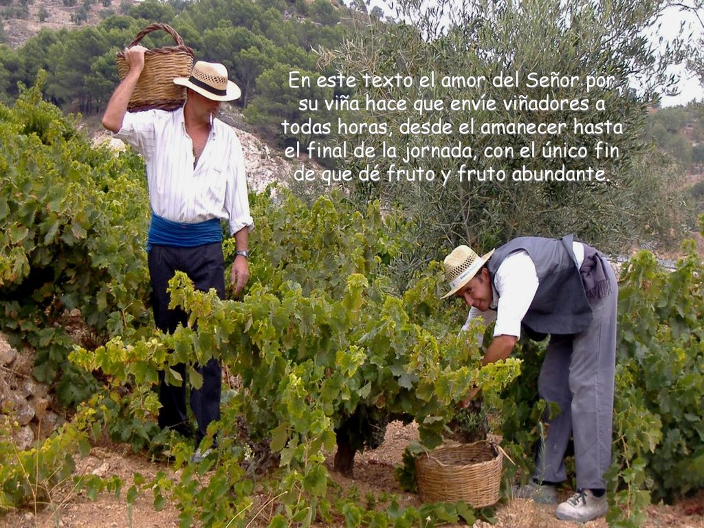En este texto el amor del Señor por su viña hace que envíe viñadores a todas horas, desde el amanecer hasta el final de la jornada, con el único fin de que dé fruto y fruto abundante.