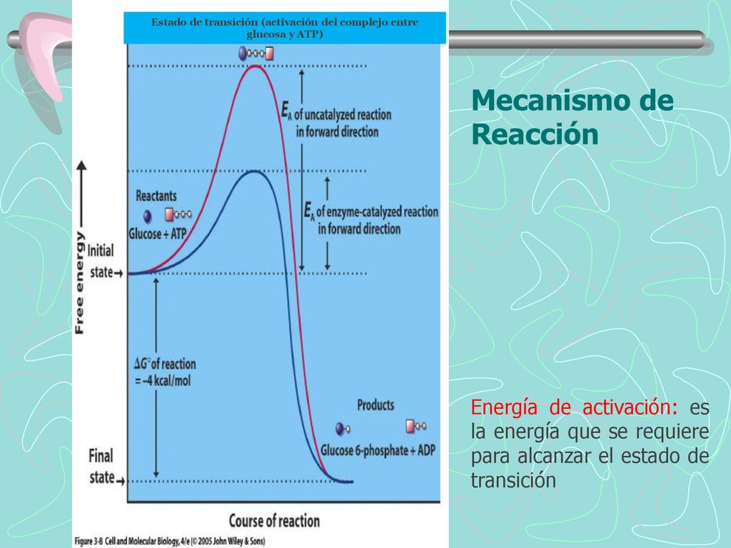 Estado de transición (activación del complejo entre glucosa y ATP)