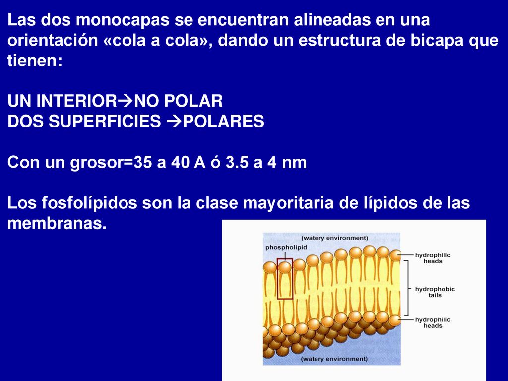 Las dos monocapas se encuentran alineadas en una orientación «cola a cola», dando un estructura de bicapa que tienen: